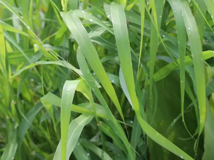 玫瑰草，一种沾了玫瑰的光，却跟玫瑰没有一毛钱关系的植物