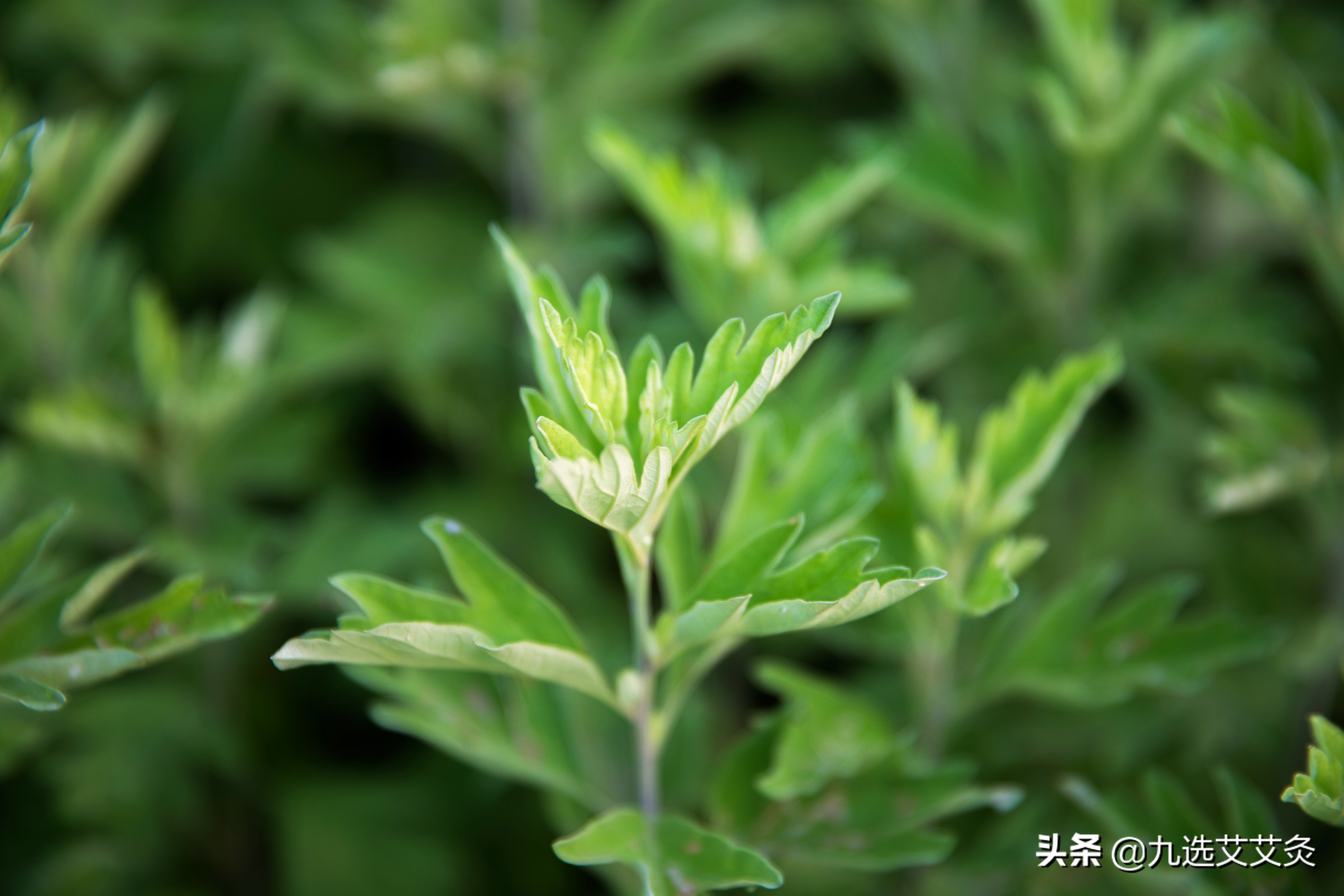 例假期间可以艾灸吗有什么副作用,艾灸有什么副作用