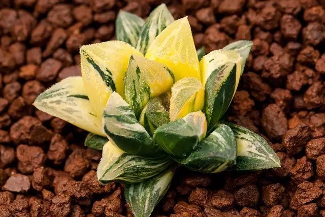 多肉植物好养又容易开花,长相怪异的9种多肉植物