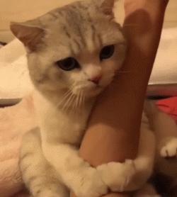 宠物可以用的避孕药,宠物紧急避孕药有用吗