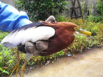 小鸟受伤怎么救治,小鸟受伤了怎么给自己治病