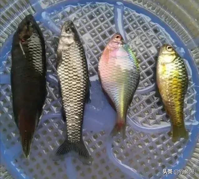 闹窝了正确钓法,怎样诱钓麦穗鱼