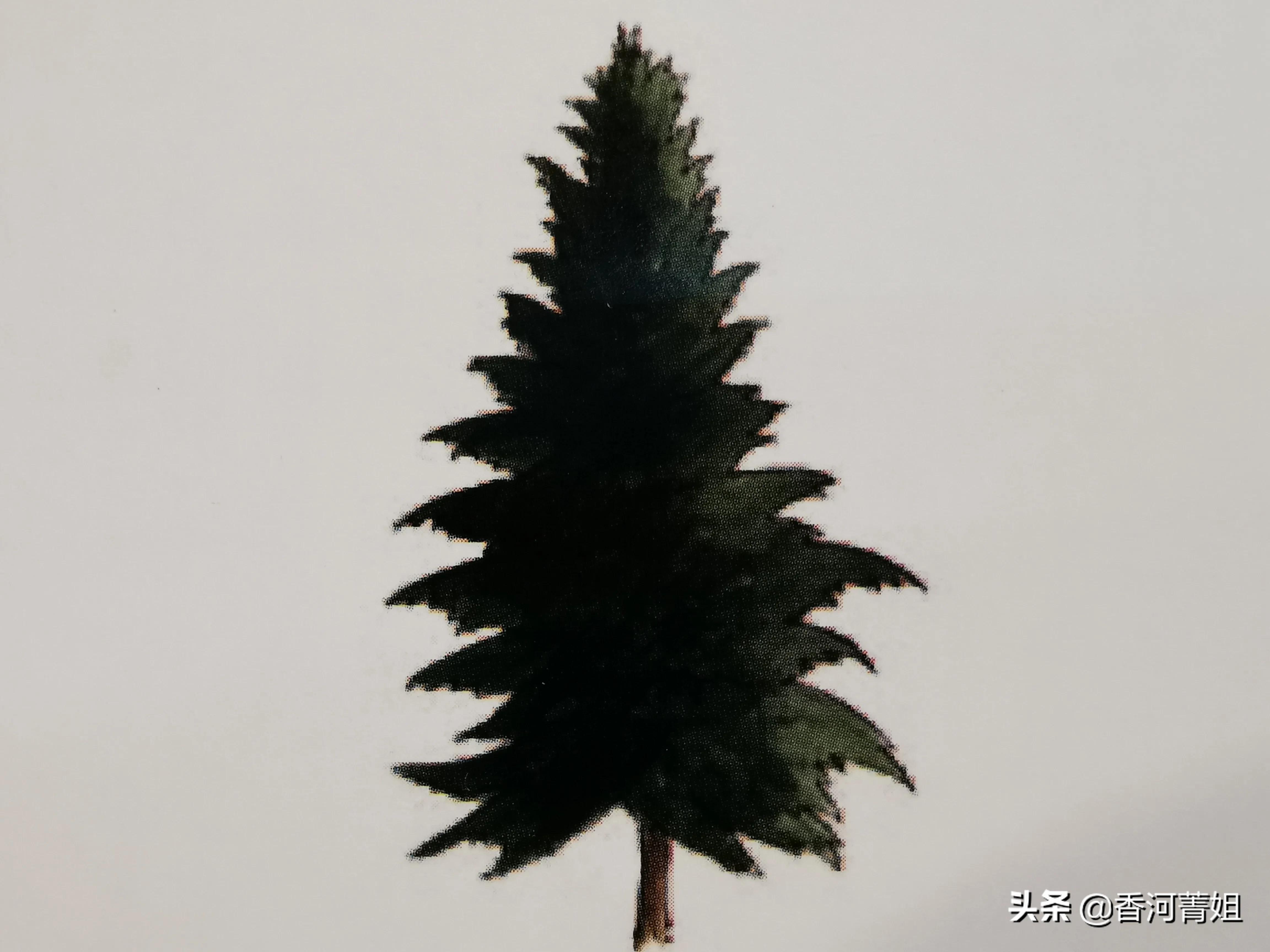 西提卡云杉熊爪,西提卡云杉吉他木材