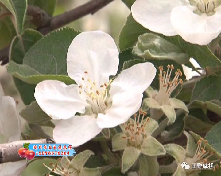 夏季修剪树切口抹什么,夏季修剪全过程视频