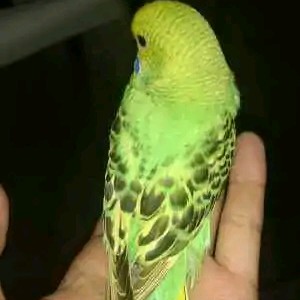 虎皮鹦鹉一共几种颜色,虎皮鹦鹉哪个品种最聪明