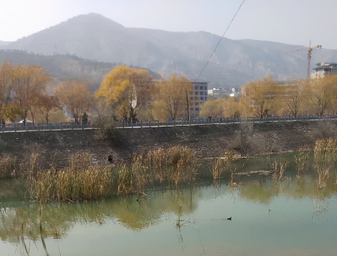 白鹭鸶的现代诗,白鹭临水诗歌