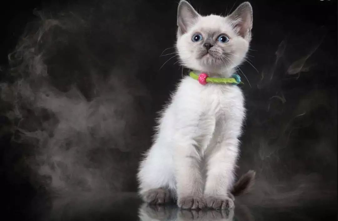 猫咪吸了二手烟多久得病,二手烟对猫咪肝脏有危害吗