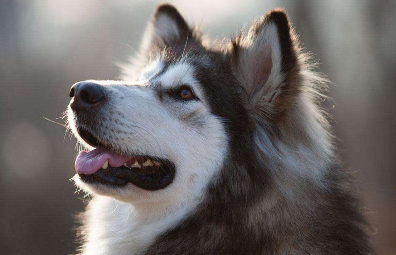 狗狗脖子上能戴玉吗,训练狗狗按铃铛的方法