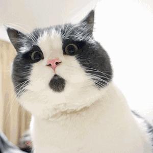 重口味话题，返点勿入！猫咪的肛门腺挤还是不挤？这是一个问题