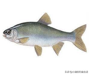 夏天野钓不到鱼,夏天钓不到大板鲫