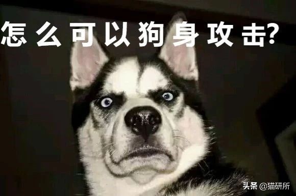 猫咪一副听不懂人话的样子,猫咪一副不太聪明的样子