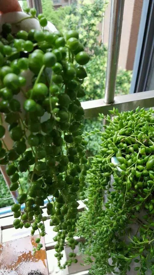 具有观赏性的吊兰多肉,吊兰多肉的养殖方法和注意事项