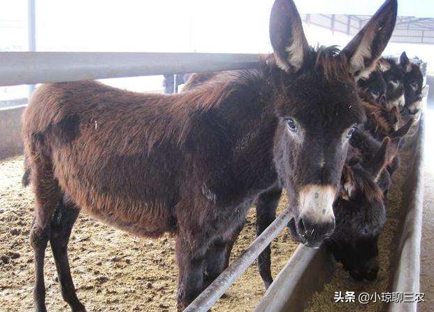 小琼聊三农：与您分享关于肉驴健康成长的相关技术，快来看看吧