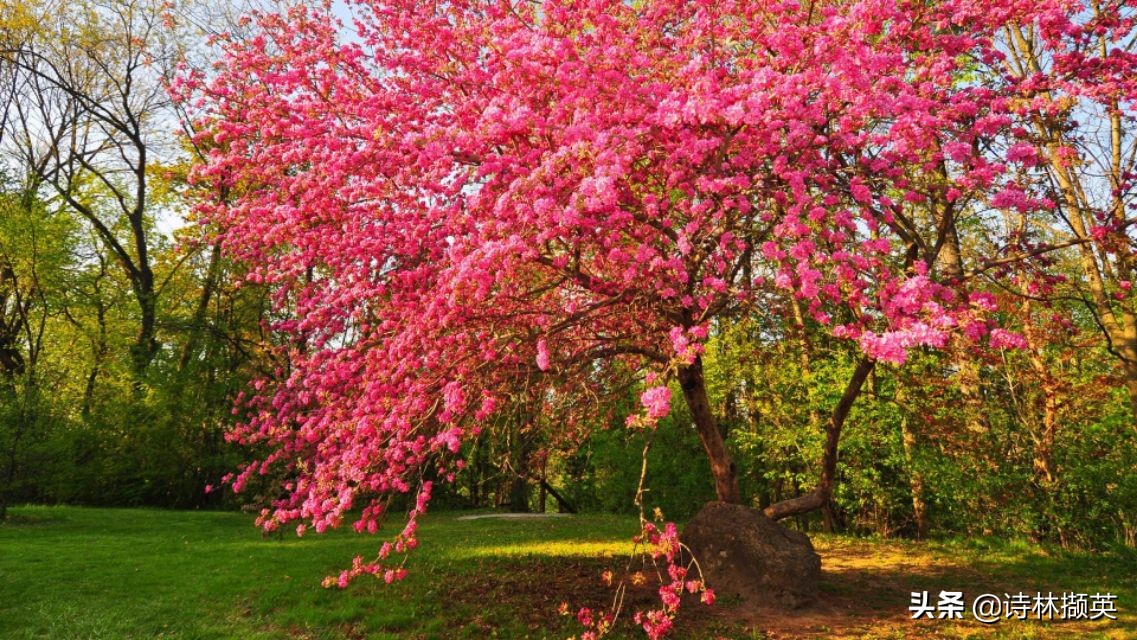 描写景物的作文素材句子,借春天的景物描写冬天的诗句