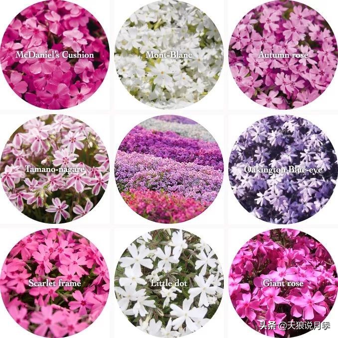 盘点每个世界第一关最强的植物,有哪些可以卡无敌的植物