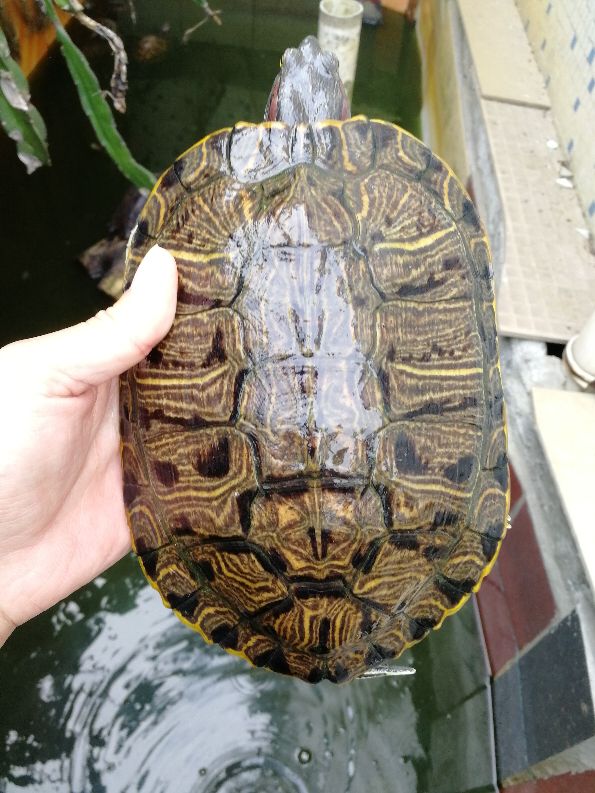 变异巴西龟苗如何饲养,巴西龟与变异巴西龟哪种最好养