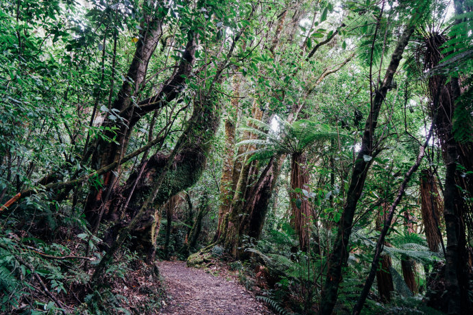 新西兰｜在首屈一指的滑雪胜地，与黑天鹅一起戏水
