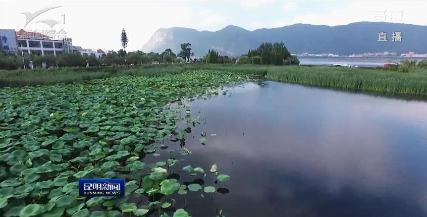 滇池昆明湖,昆明滇池的鱼现在怎么样了