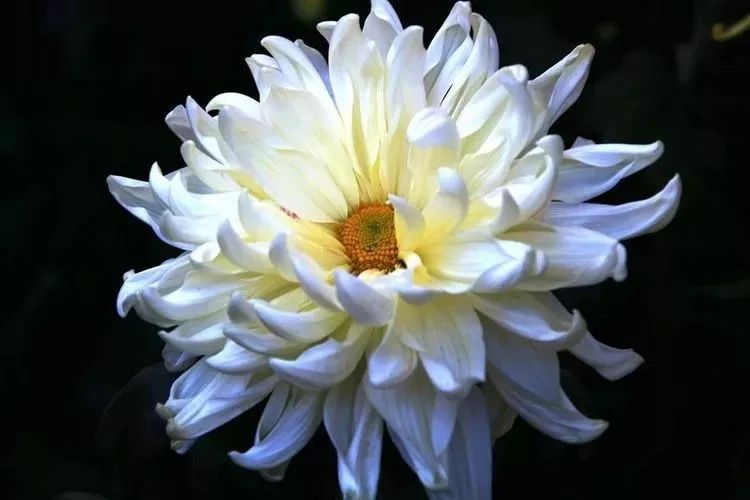 花中四君子菊花,花中四君子菊花的简介