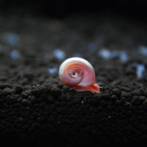 草缸苹果螺爆缸怎么处理,草缸养螺好吗