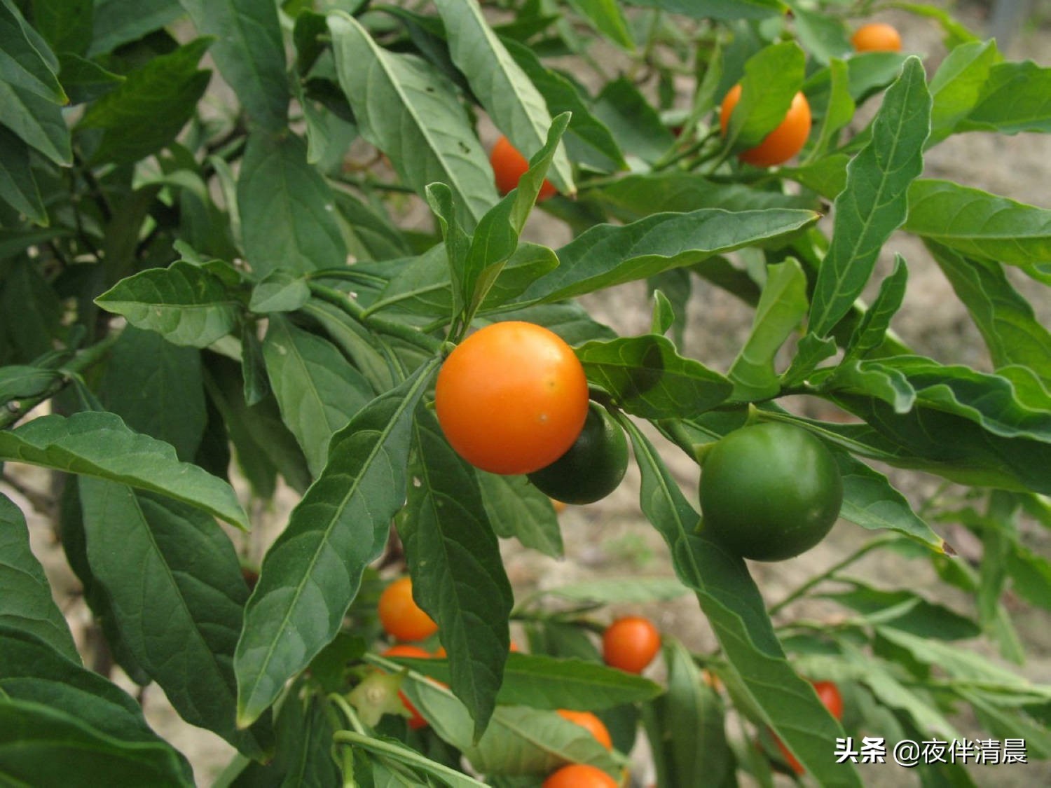 农村地头常见的野果野草,农村一野草叫刺草药