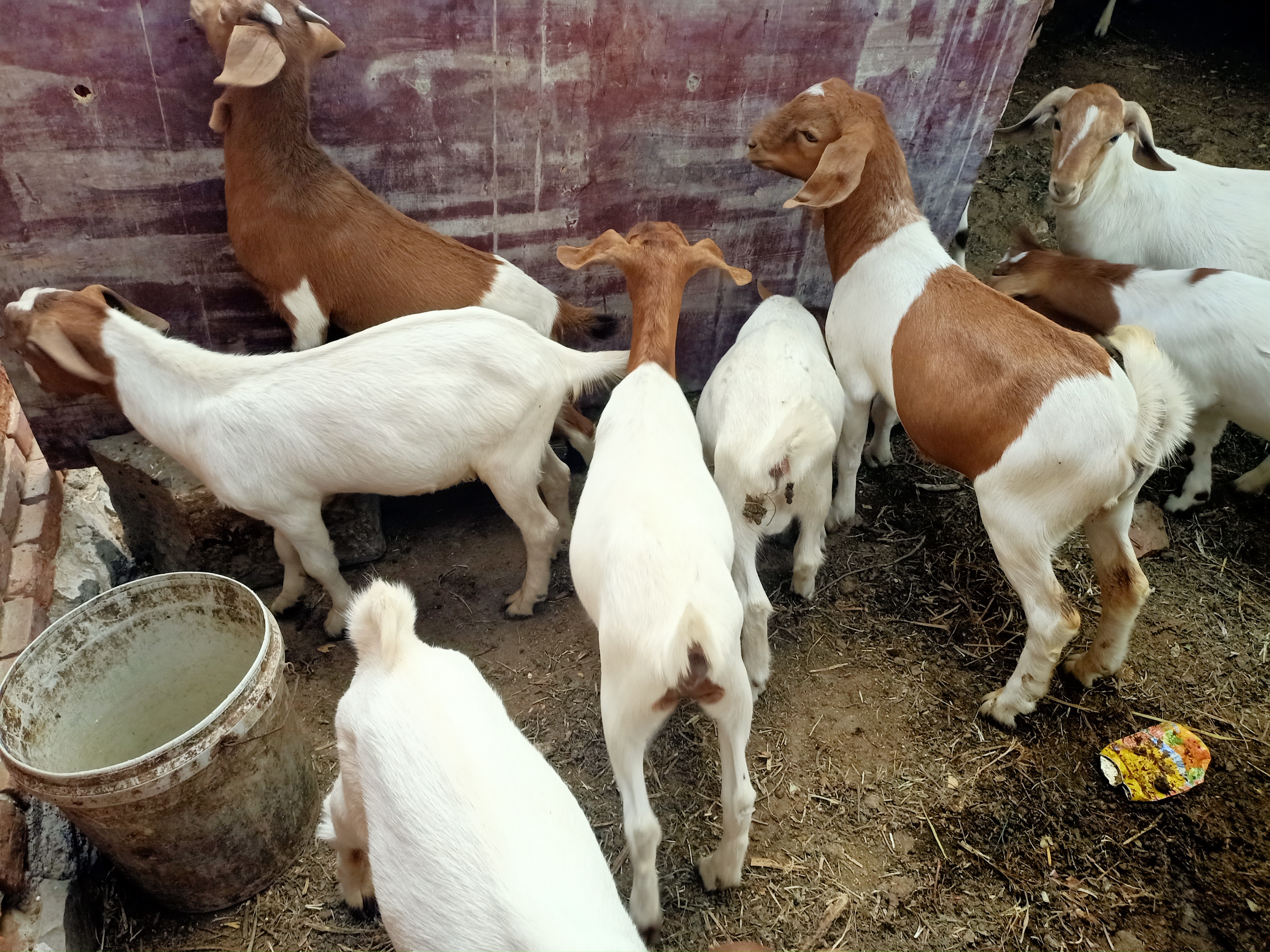 羊有布病的症状及治疗方法,羊粪怎么判断羊病