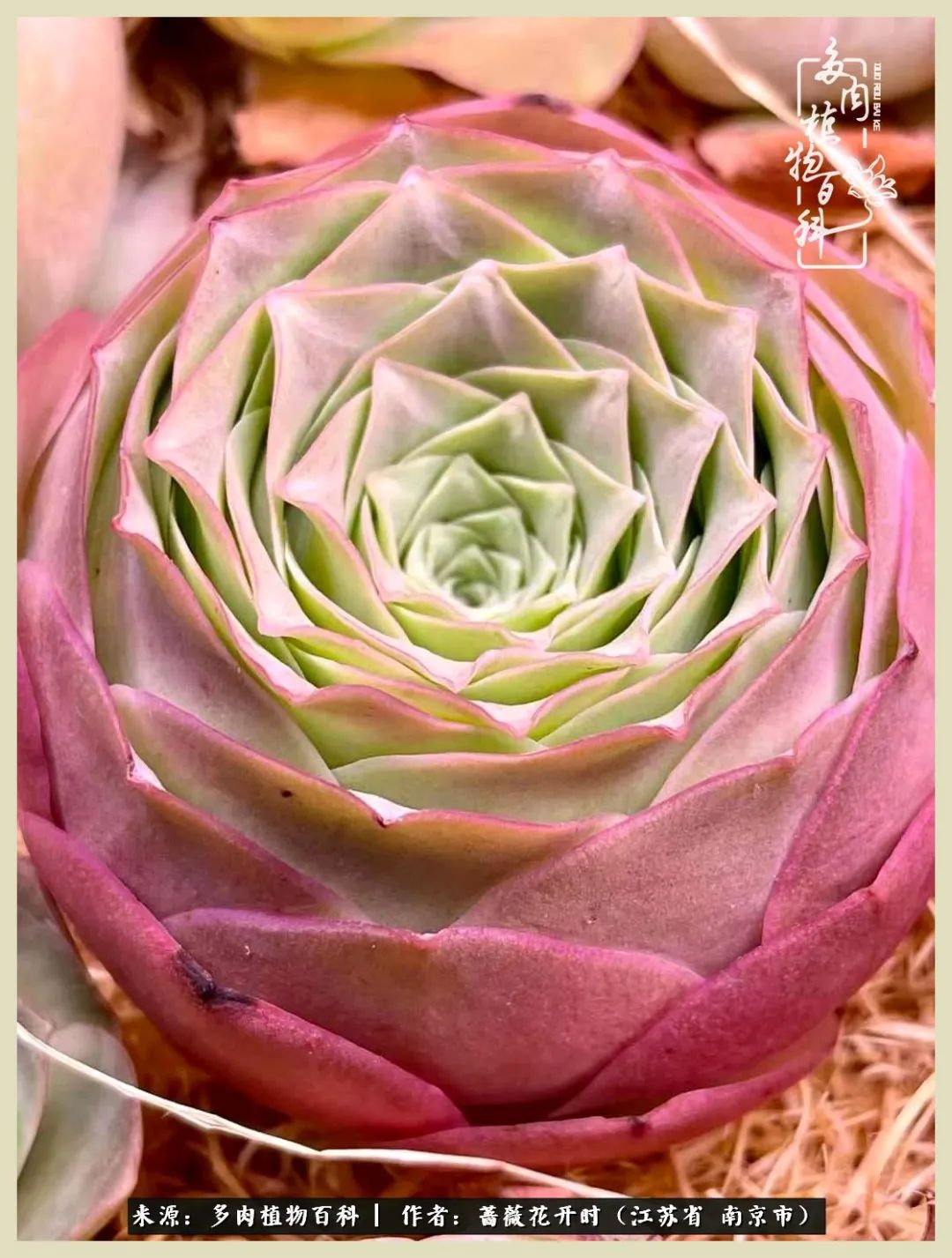 又见颜的妩媚，色的诱惑！这些山地玫瑰礼盒惊艳了眼眸