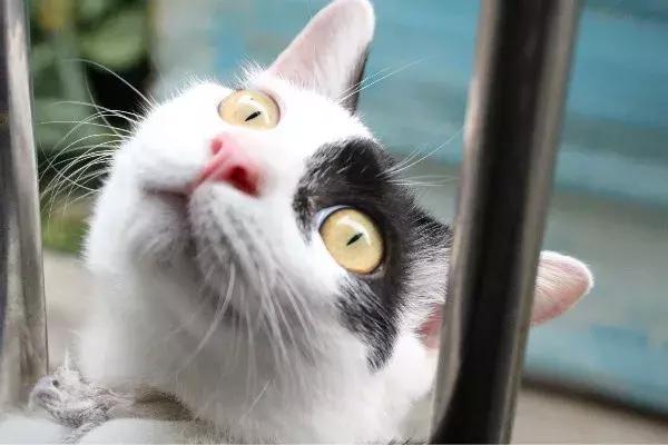 体外驱虫会导致猫咪死亡吗,体外驱虫是杀死蜱虫吗