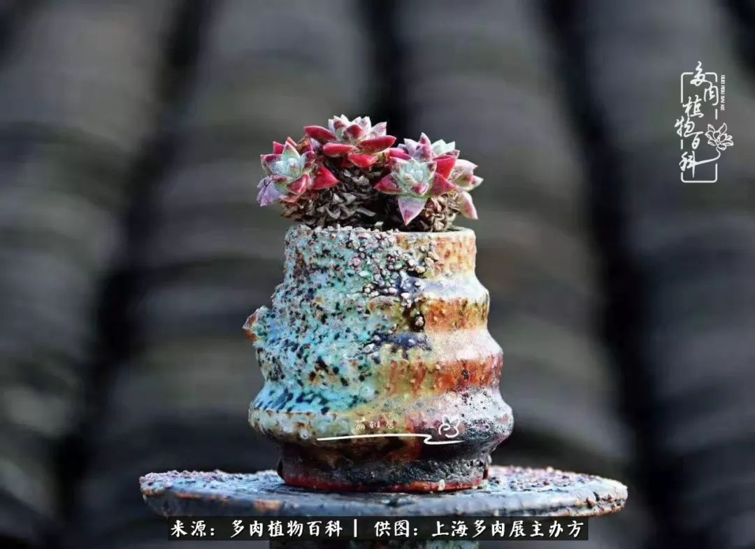 2023多肉展会直播,2023上海多肉植物展