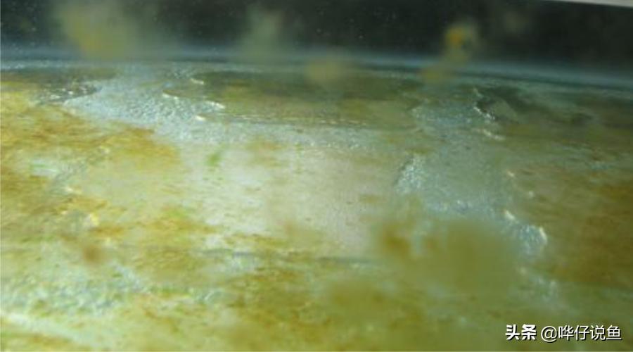 鱼缸长藻类是好事还是坏事,鱼缸长藻怎么处置