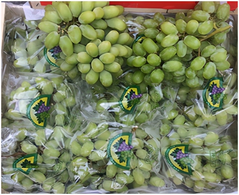 提子品种和介绍 (提子的品种都有哪些)