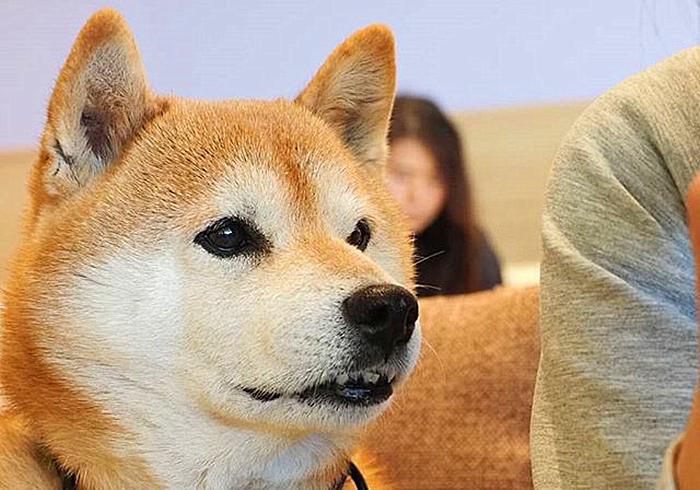 柴犬作揖是为啥,柴犬表示认错