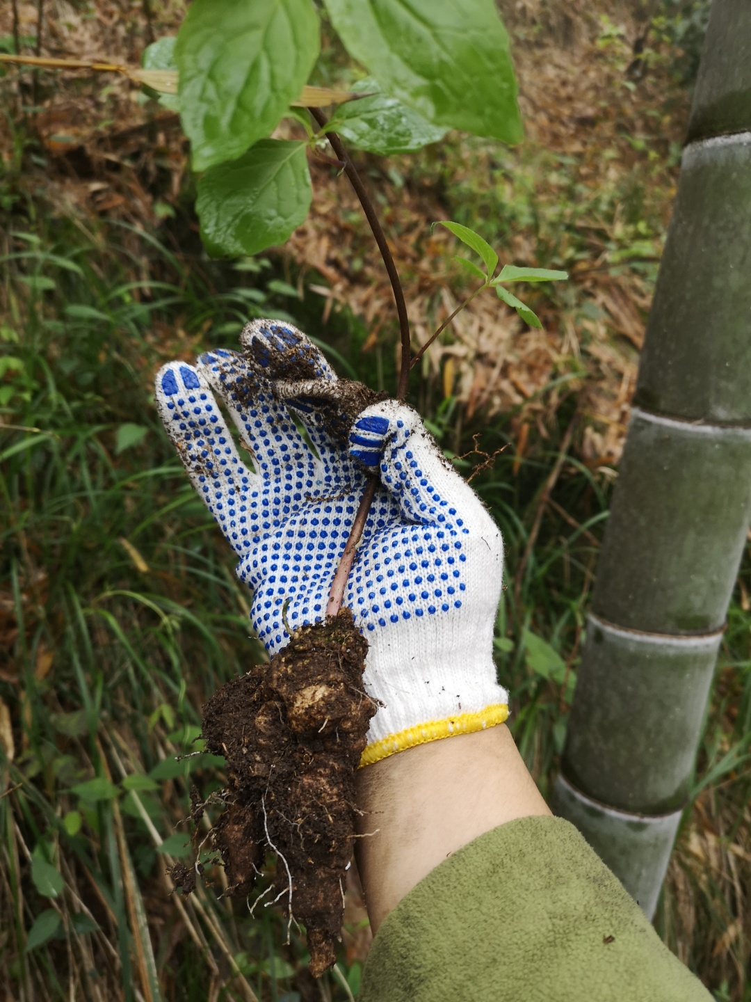 竹林深处探宝——只为了那一棵黄精