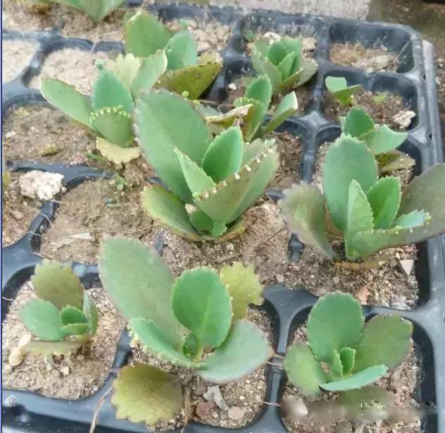 献给那些养花每次都养死的人文案,一直养死花但从未放弃养花