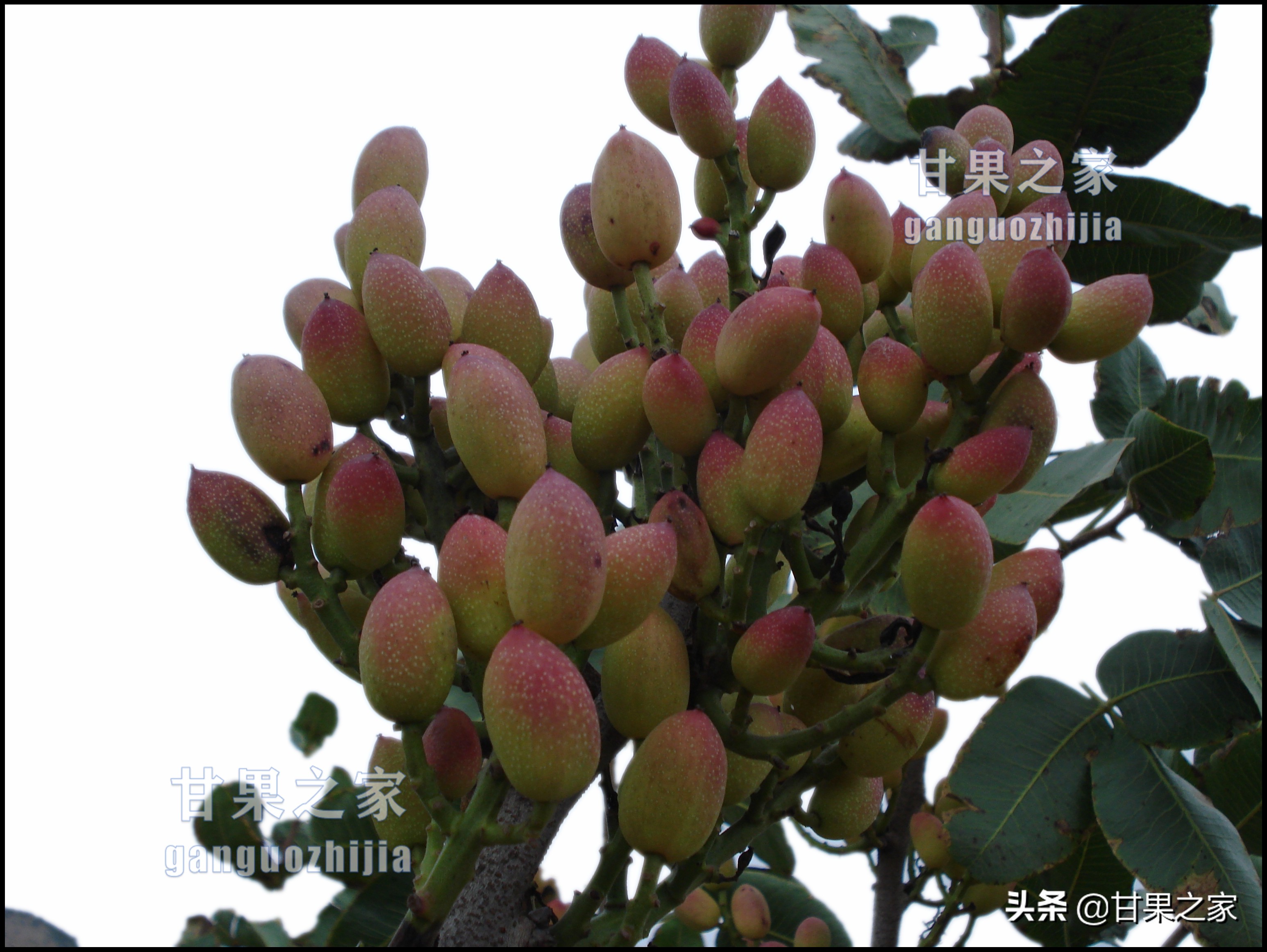 开心果的生长环境是什么,开心果是什么果树种出来的