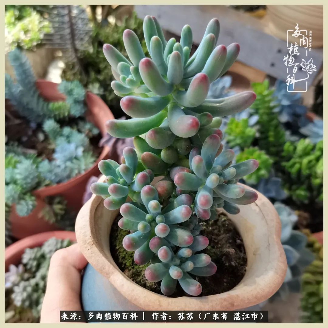 不要辜负与多肉的美好时光,多肉可以给人岁月静好的感觉