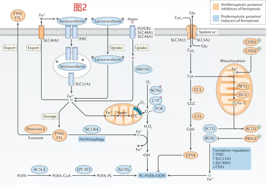 铁死亡研究结果,铁死亡机理