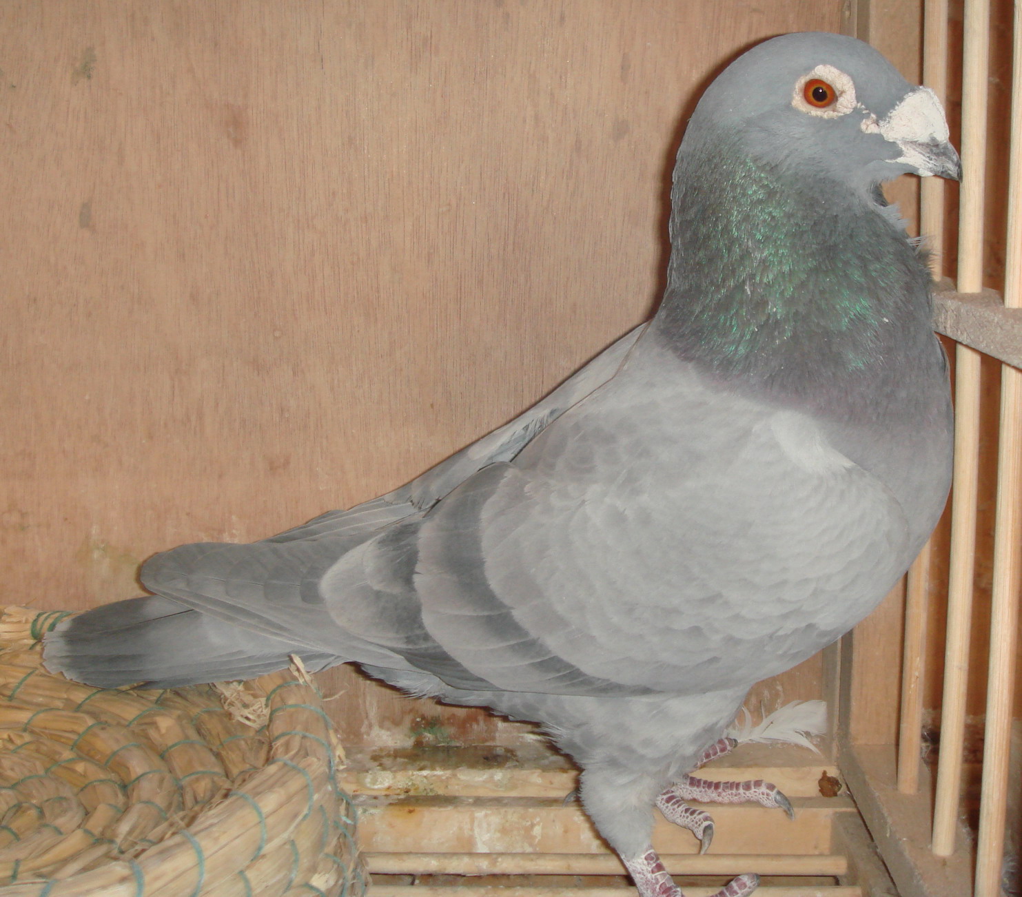 单眼伤风对赛鸽比赛的影响,赛鸽发烧会引起单眼伤风吗