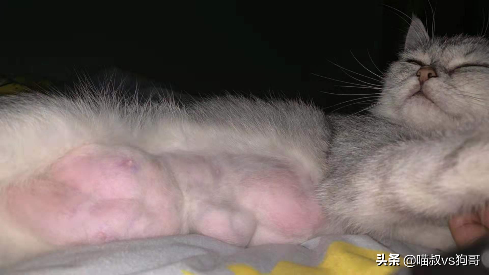 猫咪乳腺炎肿块一般多久才会消掉,猫奴都该知道的猫咪医疗保健知识