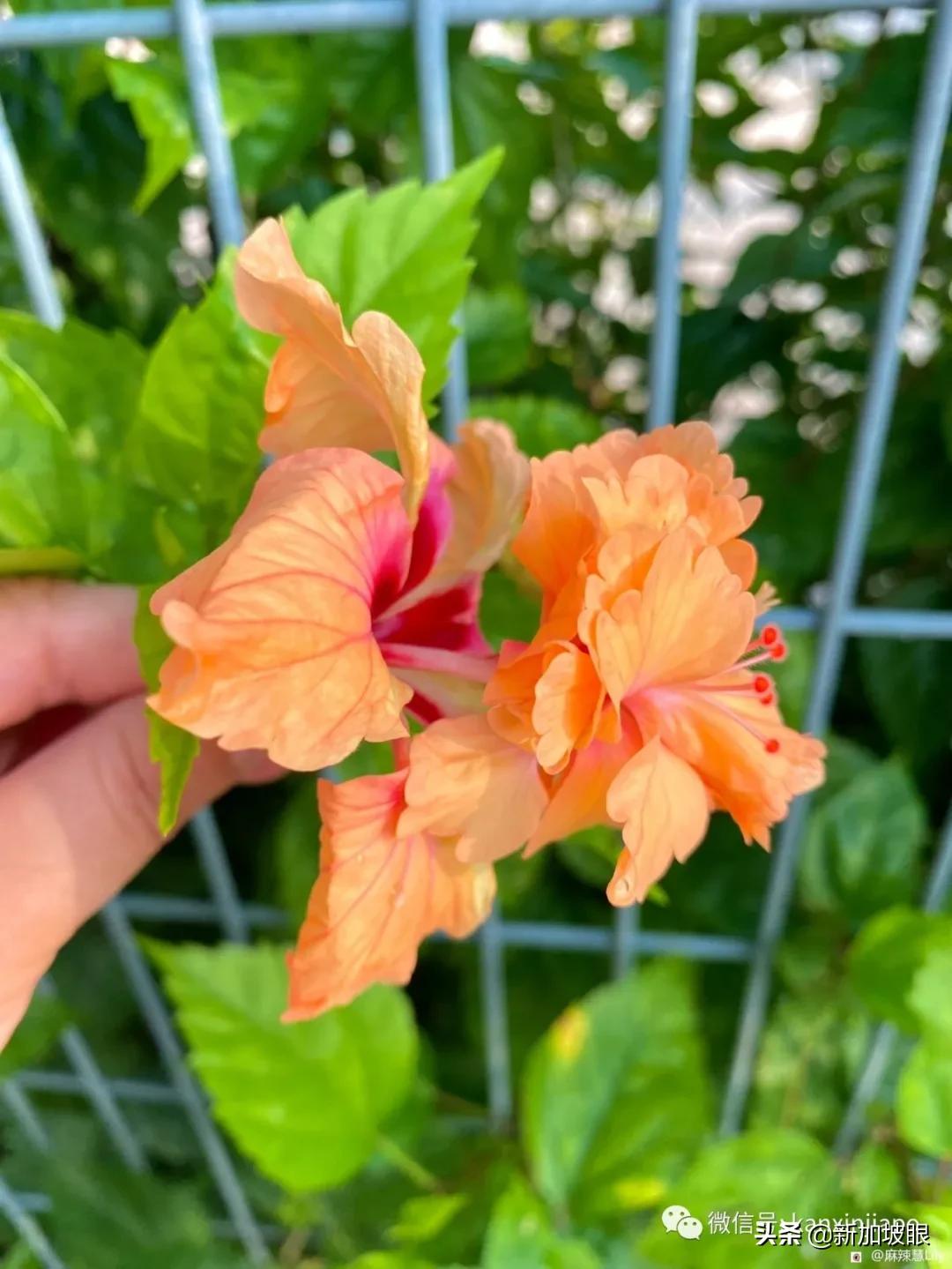 扶桑花和木槿花的区别图片,扶桑木槿花图片