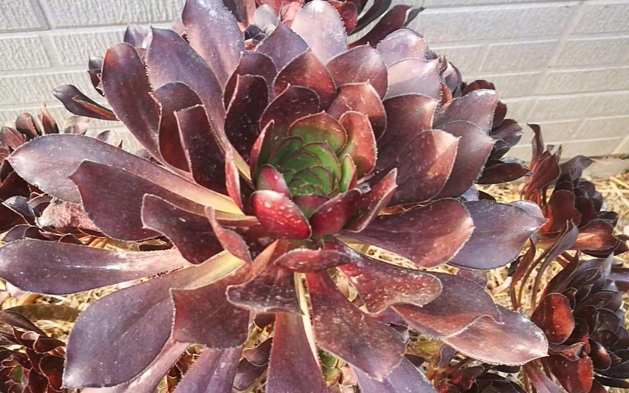 千年老树桩种多肉兰花和石斛,多肉可以养成什么样的树桩