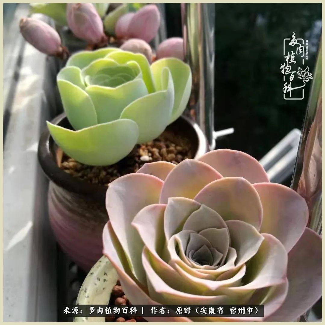 梅雨袭，酷暑至，多肉进入历劫季