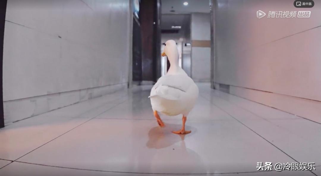 小动物永远都幸福,小动物长得最美也最可爱