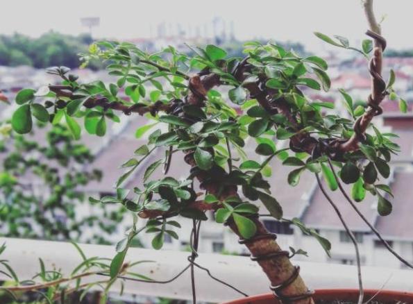 胡椒木盆景的养殖方法和技术图片,胡椒木盆景的造型都有哪些