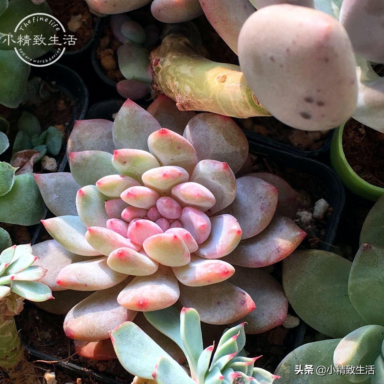 多肉植物有枯叶怎么办呢,多肉植物的枯叶要摘了吗