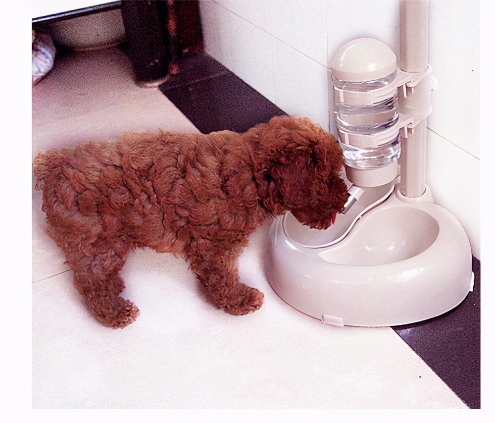 灰泰迪幼犬吃什么狗粮最好,自制泰迪幼犬狗粮配方大全