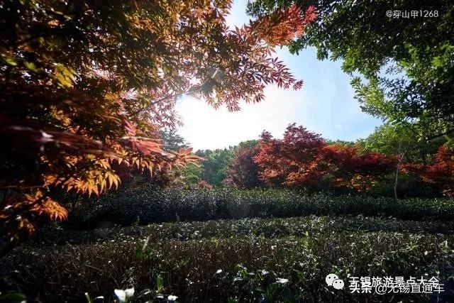 无锡唯有美食与你不可辜负,无锡夏日特色美食有哪些