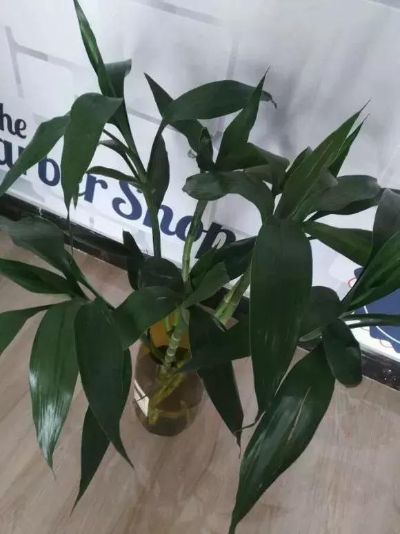 富贵竹黄叶不长根怎么回事,富贵竹黄叶不长根怎么办