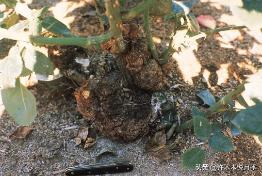 红双喜月季是扦插好还是嫁接好,藤本月季嫁接的好还是扦插的好