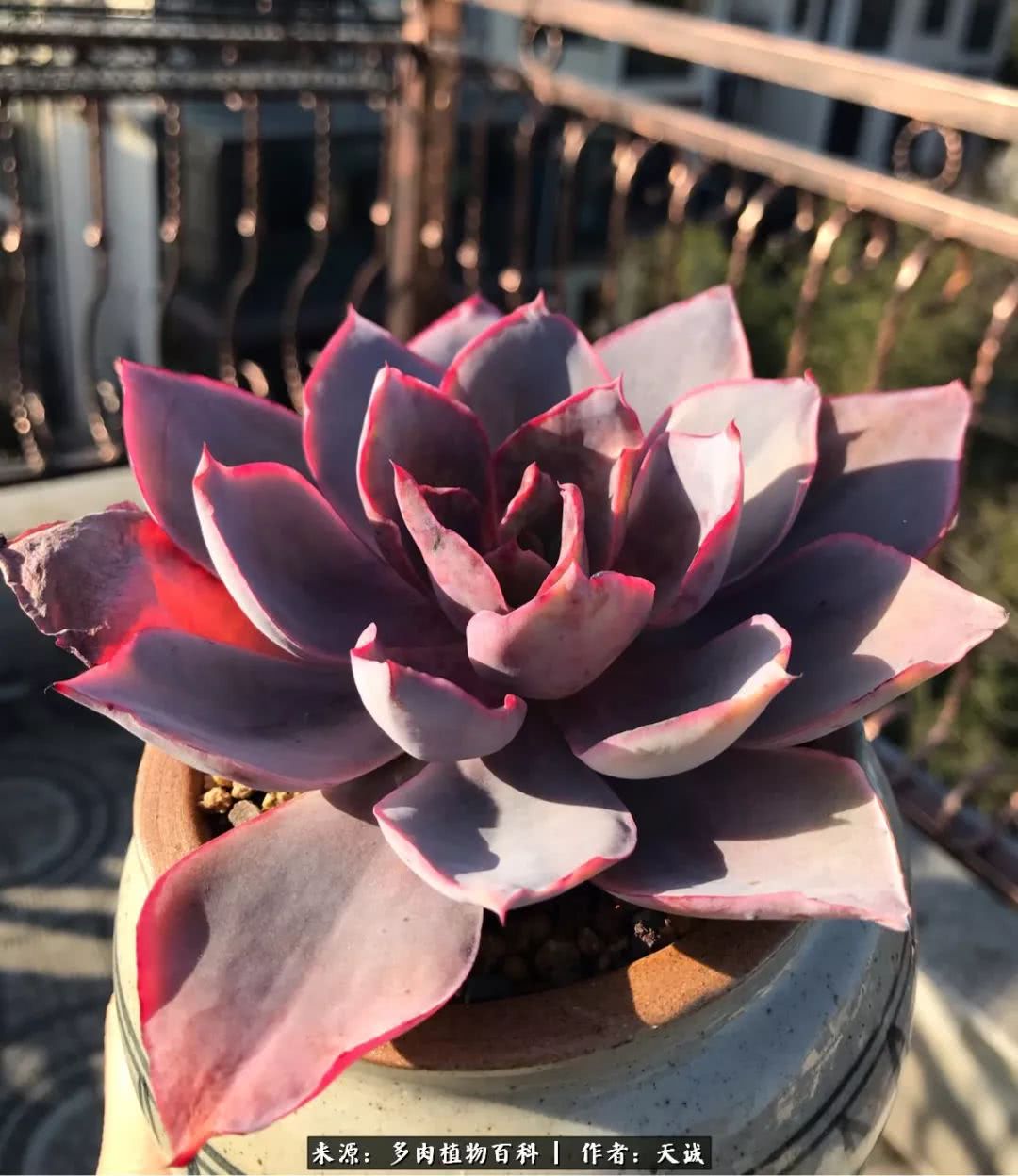 多肉从小养到大的过程,真爱的力量教程